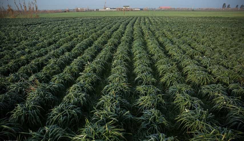 صور..موسم حصاد زهرة النرجس في محافظة مازندران الايرانية 