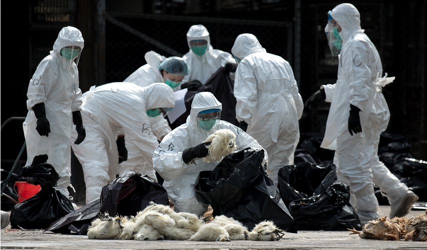 وزارة الزراعة المصرية تستنفر طواقمها لمكافحة "انفلونزا الطيور"