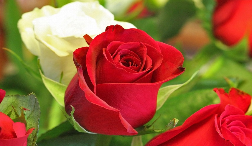 بالصور ... مهرجان الزهور في ايران