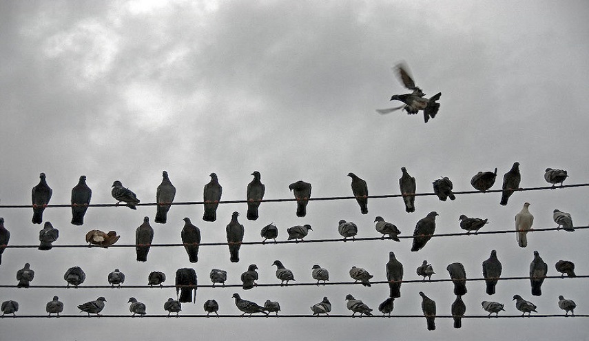 لمَ لا تصعق الطيور التي تقف على أسلاك الكهرباء؟!