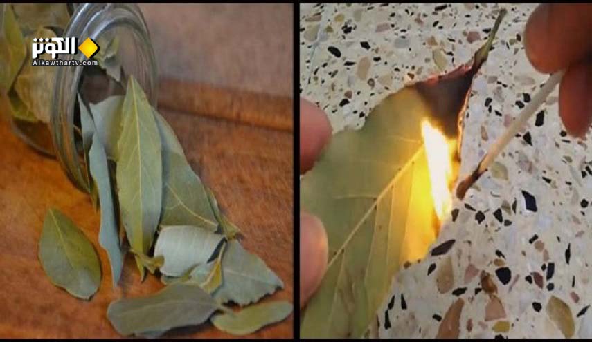 لا تفوتكم، فوائد مذهلة في غضون 5 دقائق لاحراق ورق الغار في البيوت !
