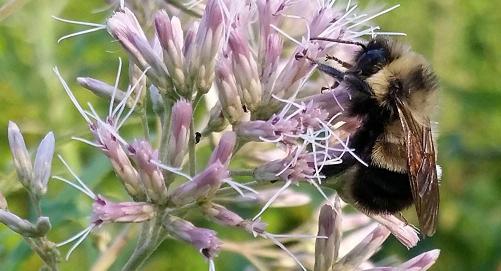 اختراع "نحلة آلية"..