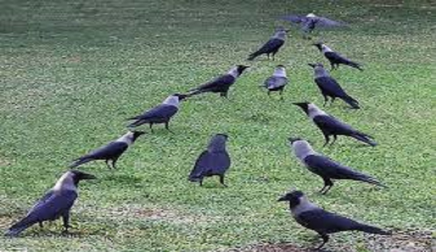 ما اذكى الطيور ؟