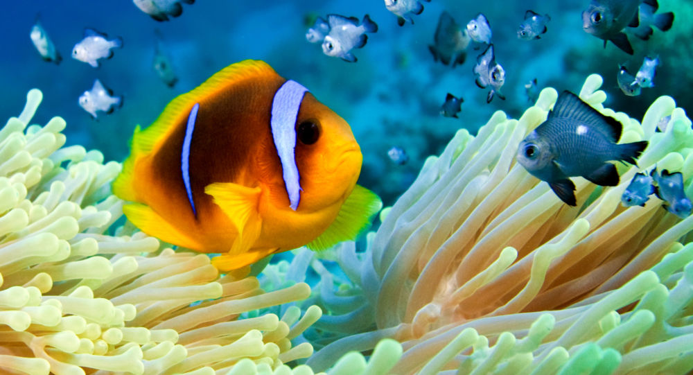 تسجيل اصوات لأسماك في المحيط الهادئ