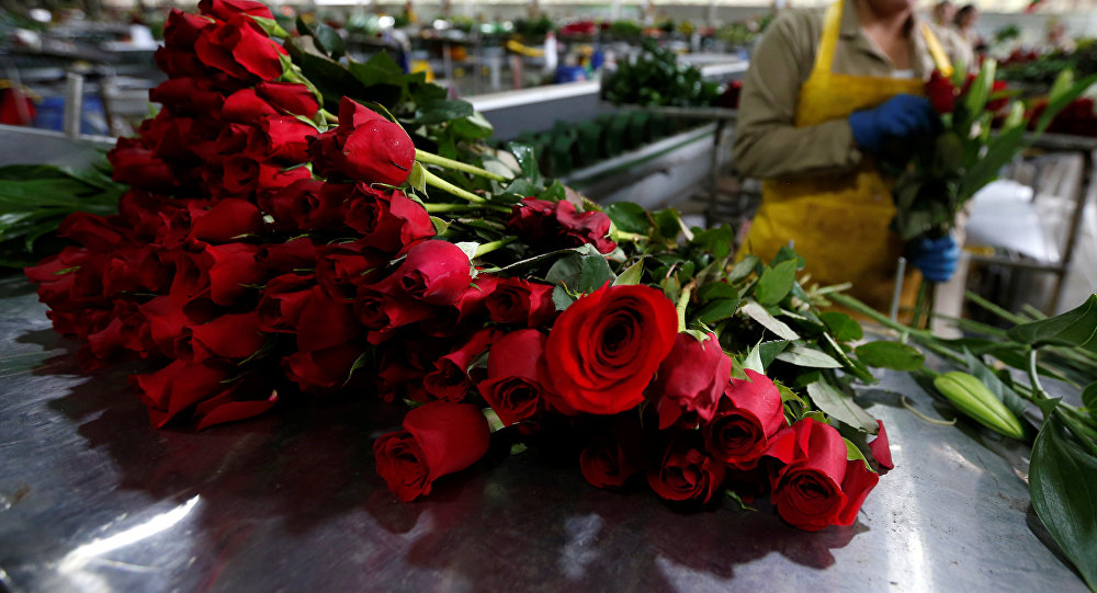 زهرة غريبة في السويد تقوم بتخزين الكهرباء