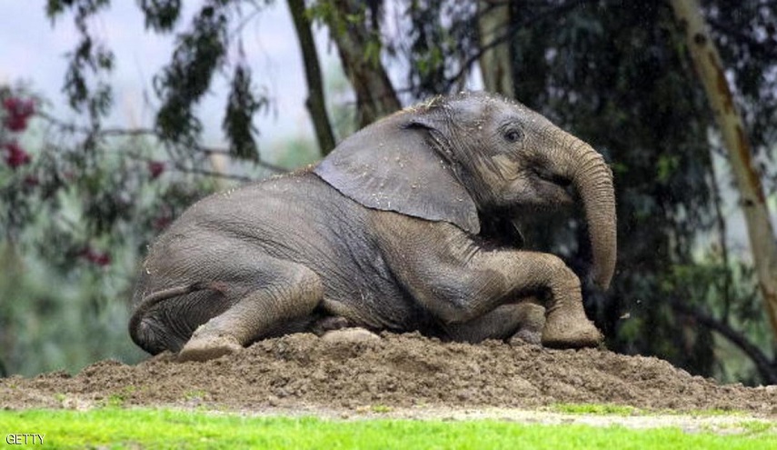 من اقل الثديات نوما ؟ 