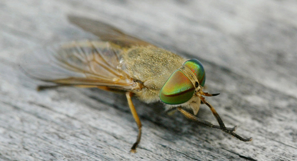 اكتشاف "زرقاء اليمامة" بين الذباب بعين إنسان