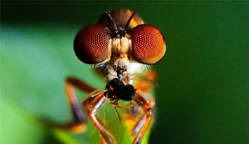 من أحدُّ بصراً على كوكبنا ؟