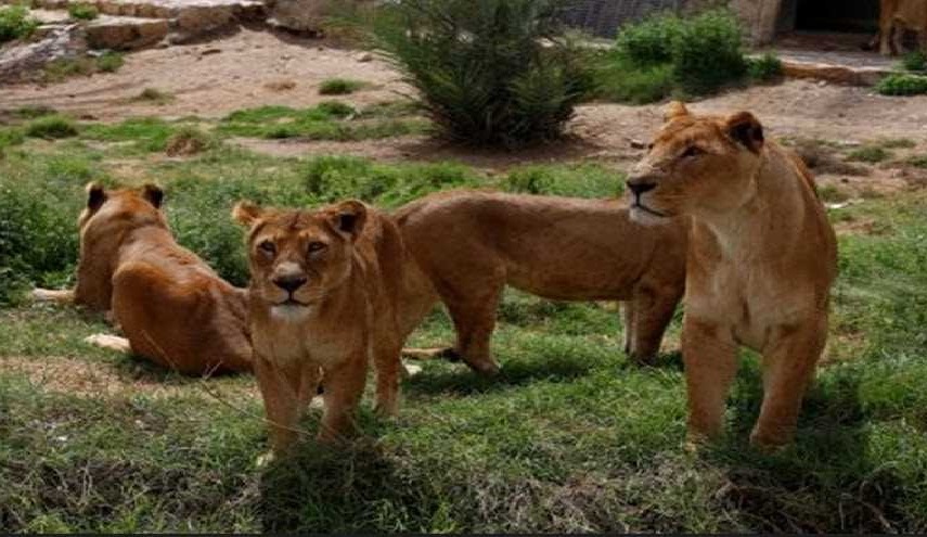 بالصور: "شاهد" مصير أسود "عدي صدام" بعد حقن الأميركيين لها بمادة خطرة! 