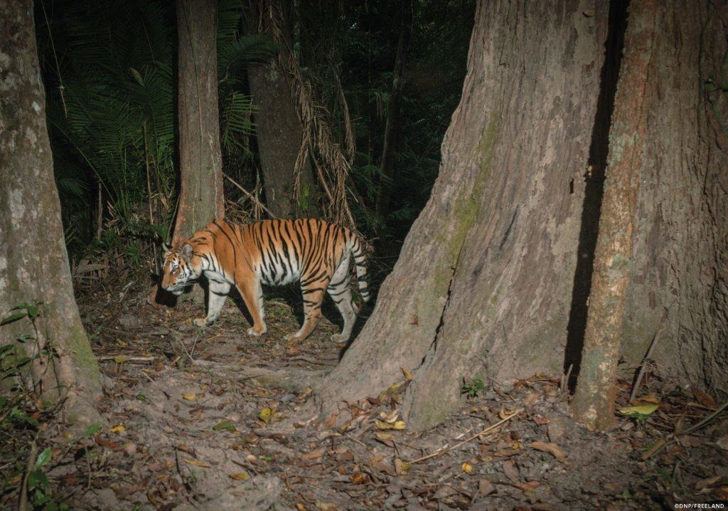 بالصور .. "معجزة" في محمية طبيعية بتايلاند