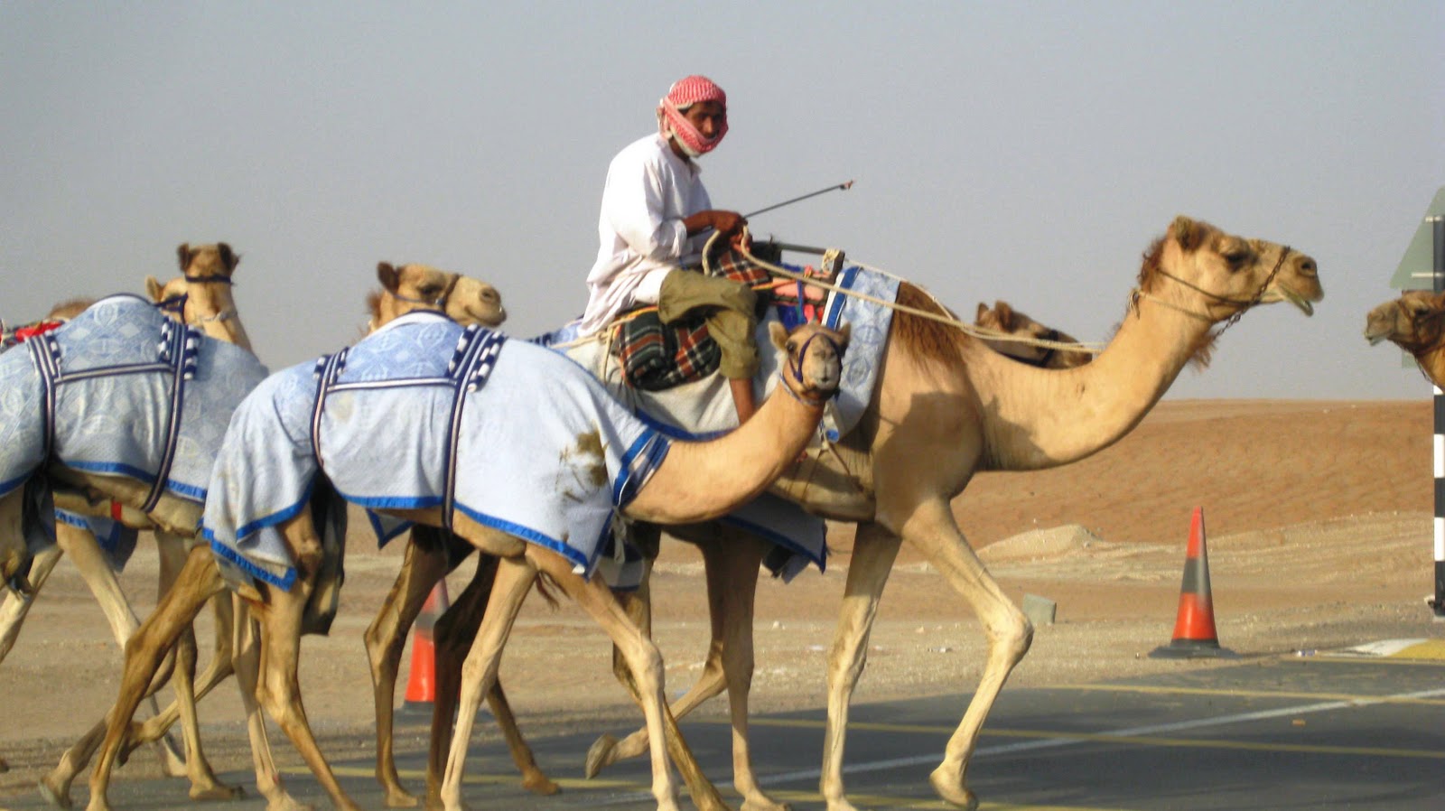31 ميليون دلار براي زيباترين شتر عربستاني