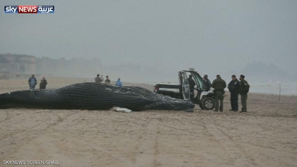 حوت أحدب نافق على شاطئ نيويورك