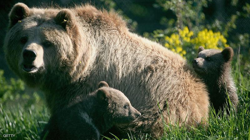  إطلاق سراح ستة دببة في غابات أربيل 