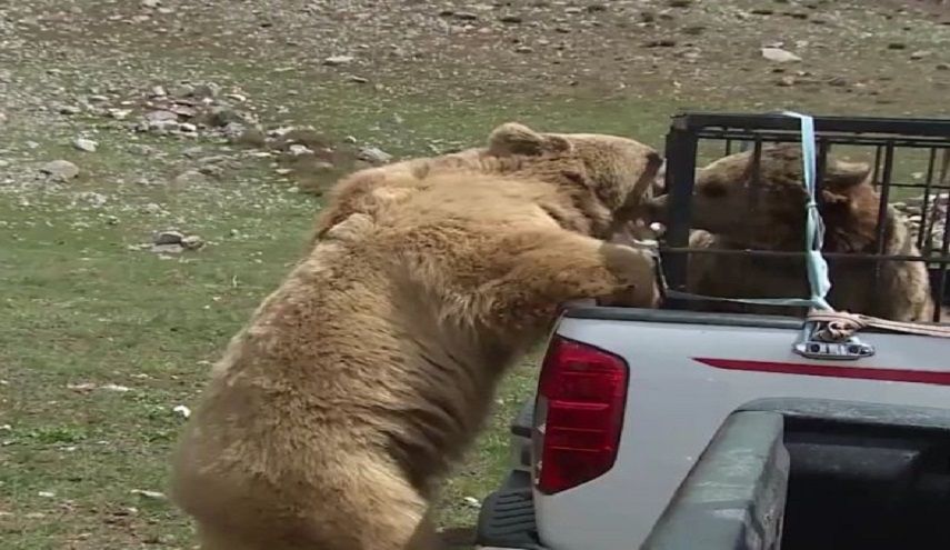  بالصور.. دب يتجول بالمحال التجارية في اربيل