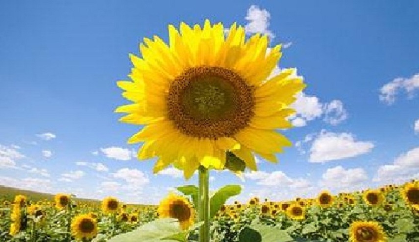 شي لا يعقل .. بذور عباد الشمس تحمل سمومًا وفطريات مسرطنة !!