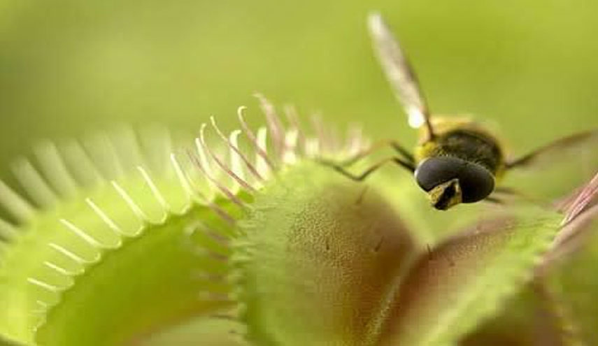 العلماء يكشفون طريقة تحليل نبات "فينوس" للفريسة