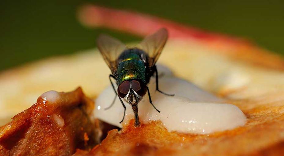 تخلص فوراً من طعامك الذي لمسه الذباب!