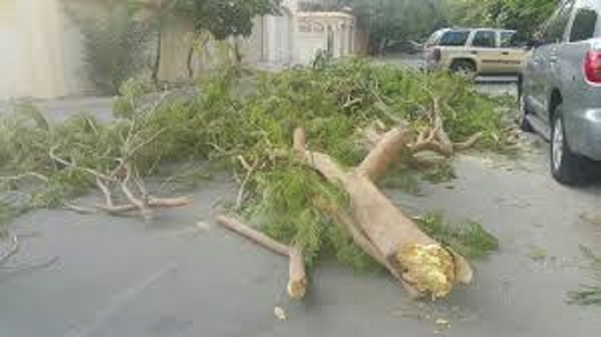 مصرع شخصين في الحال بسقوط شجرة عليهما في بغداد