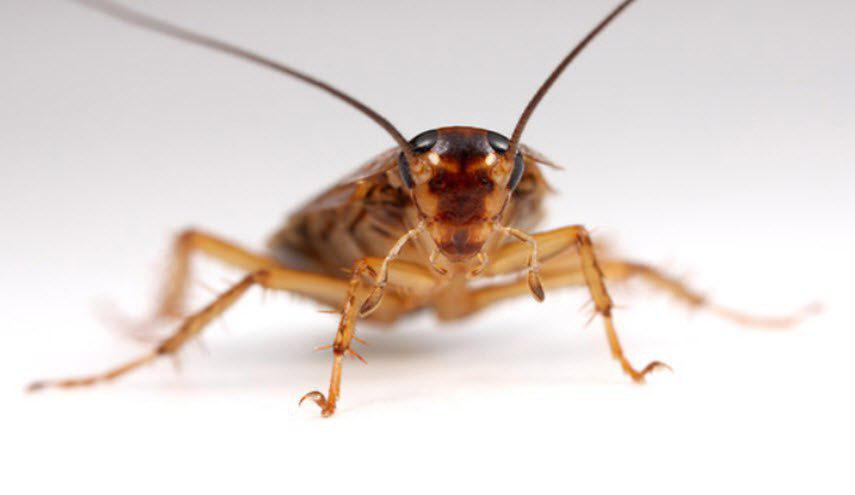 تخلص من الصراصير في دقيقة واحدة!