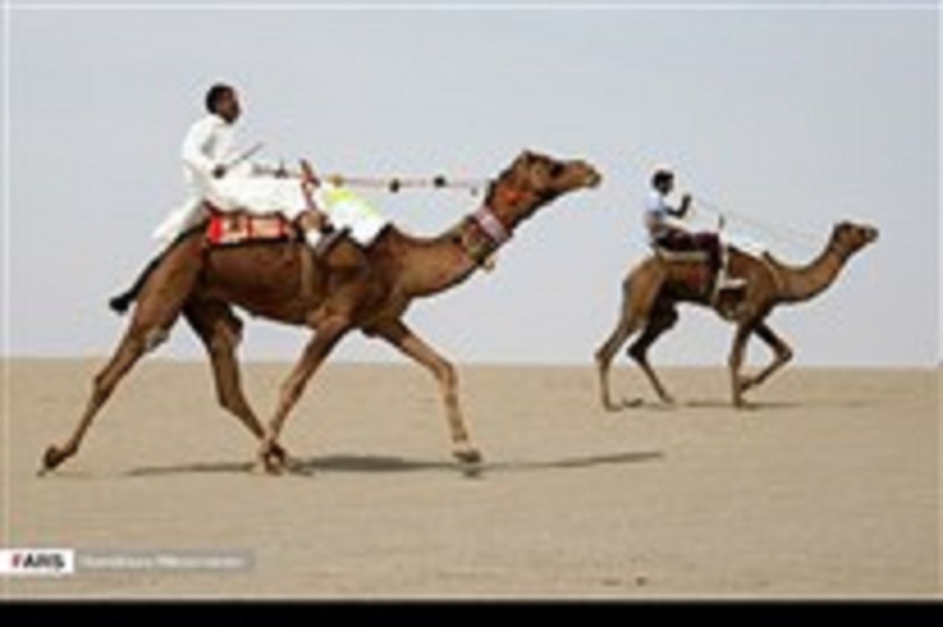شاهد سباق الهجن في ايران