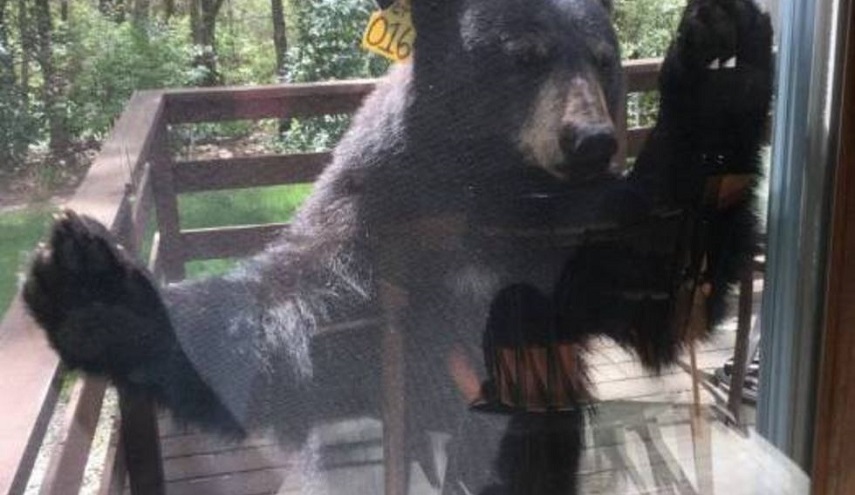 بالصور..دب "غاضب" يحاول اقتحام منزل إمرأة بسبب.. 
