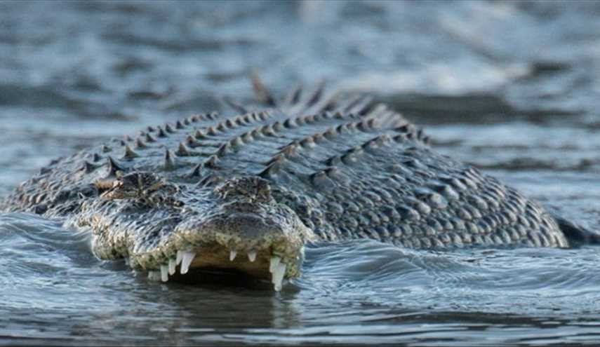 قس أراد كالمسيح المشي على الماء، لكن 3 تماسيح ... !!