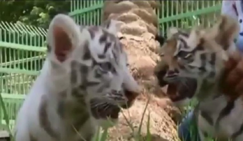 صور : ولادة أسد نادر في بغداد!