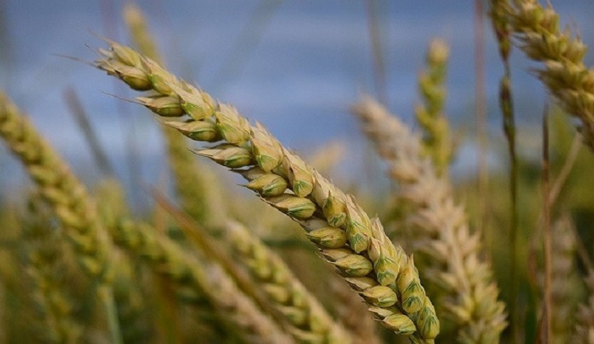 طلاب روس يبتكرون طريقة جديدة في زيادة ...؟