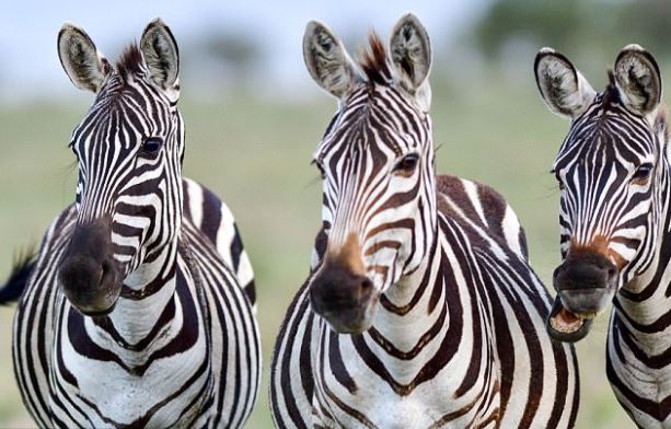 شاهد رد فعل غريب لحمار وحشي أثناء تصوير قطيعه