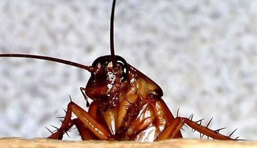 طرق طبيعية للتخلص من الصراصير خلال الصيف!