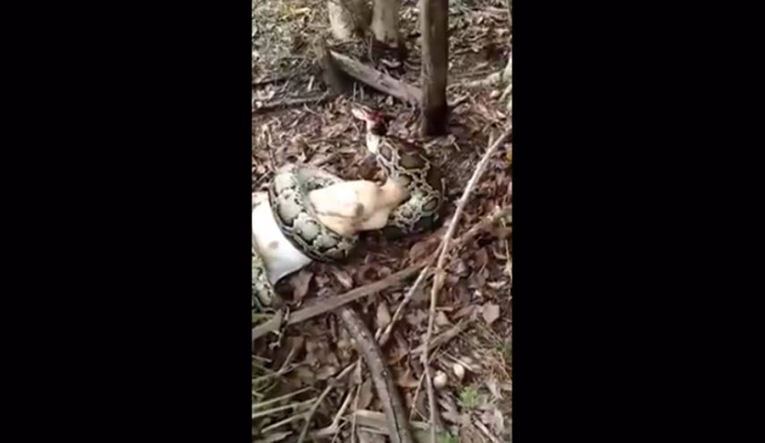 بالفيديو.. سيدة تنتقم من ثعبان حاول أكل ماعزها