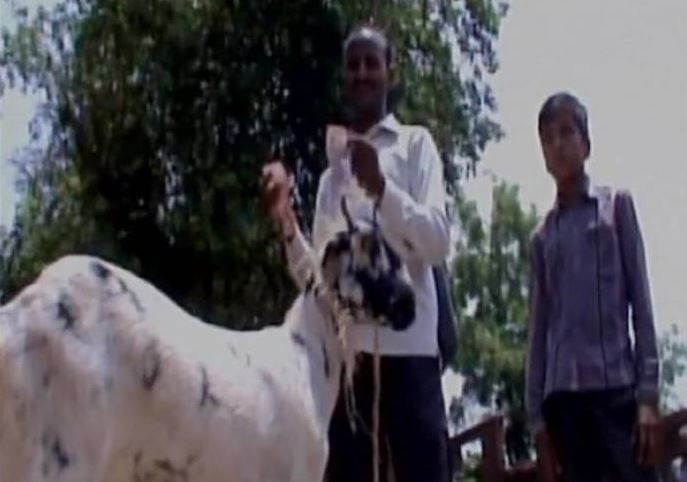 شاهد... ماعز تضع صاحبها في موقف محرج للغاية!