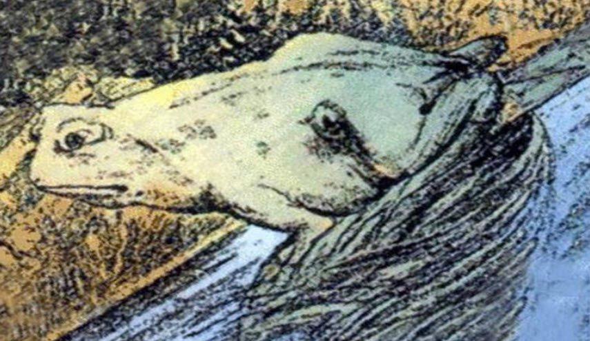 أي حيوان ترى للوهلة الأولى في هذه الصورة؟