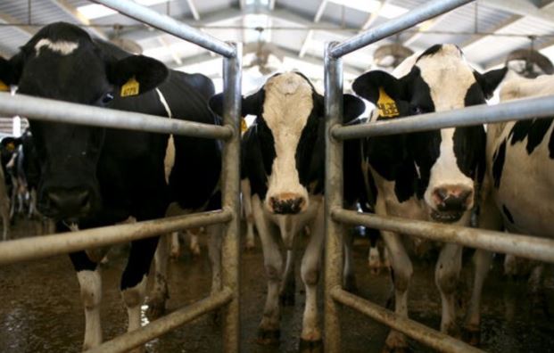 رجل أعمال عربي ينقل 4 آلاف بقرة إلى قطر والسبب؟