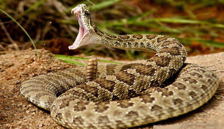 لدغتها أفعى في فمها.. وما حدث كان غريباً