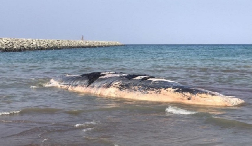 حدث مفاجئ.. حوت نافق على سواحل الإمارات