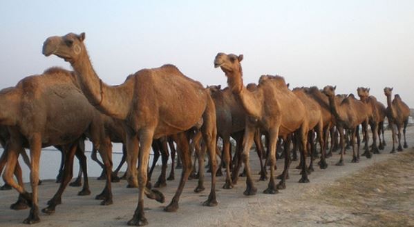 السعودية تعاقب "الإبل والأغنام" القطرية