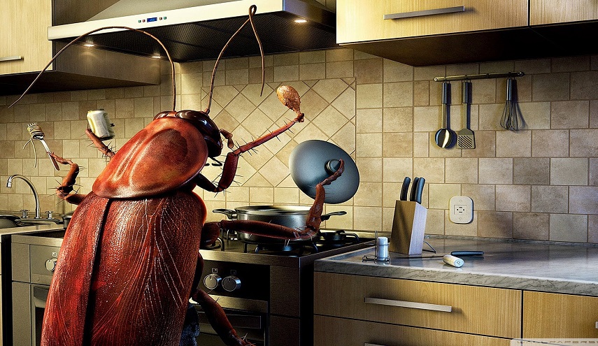 رشّوا هذا في منزلكم وستتخلّصون من الحشرات في ساعتين لا أكثر!..