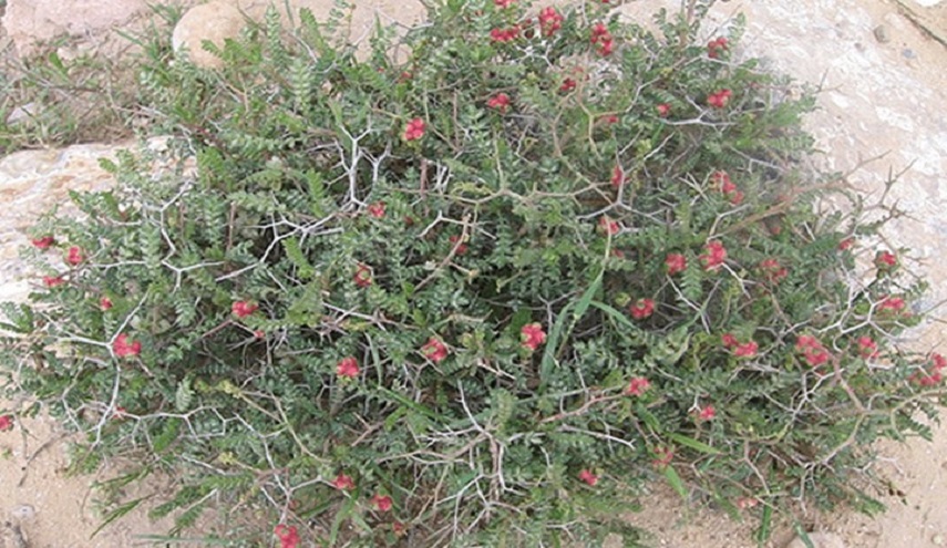 نبتة ذكرها عالم أندلسي قبل 8 قرون ستهزم السكري... تعرف عليها؟