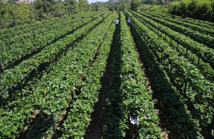 مزارع أثناء حرثه لمزرعته عثر على "شيء رهيب"!