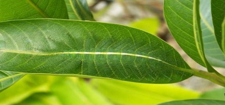 ستعتقدون أّنها ورقة شجرة فقط لكن هذه الصورة ستفاجئكم..