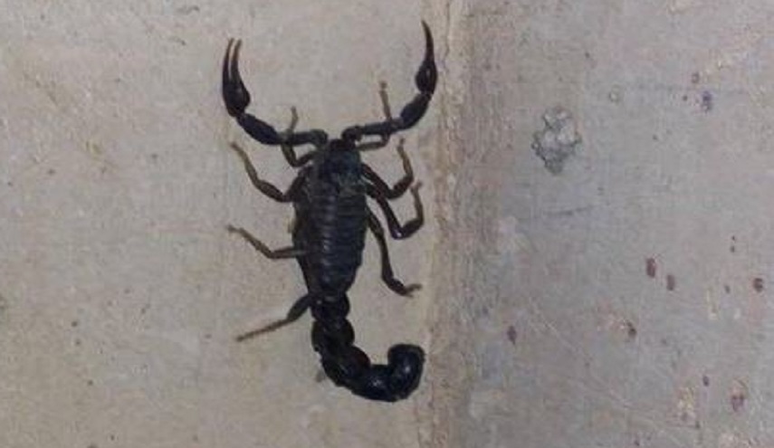 بالصور.. عقارب تقتحم هذه المدينة العراقية!