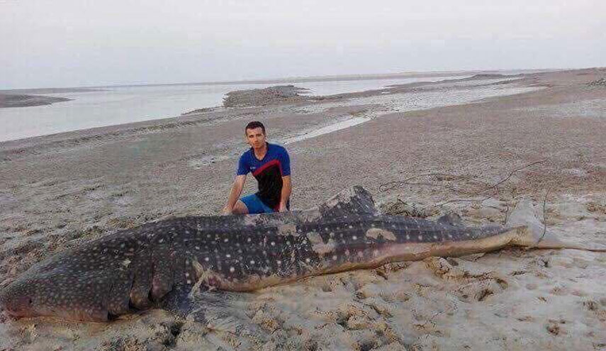 بالصور.. حوت كبير في خور الزبير بالعراق!