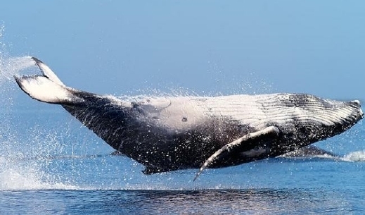 شاهد.. حوت كبير في "خور الزبير" بالبصرة!