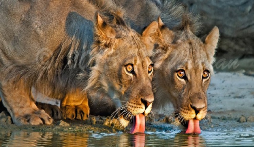 خبر صادم ... قرى هندية تقدم مسنيها فريسة للنمور للحصول على تعويض مالي !