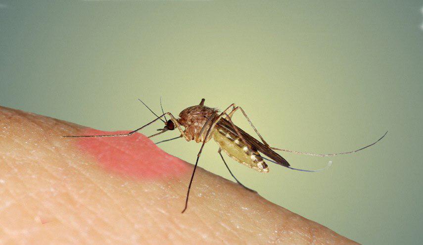 نصائح للوقاية من الناموس والبعوض في الصيف