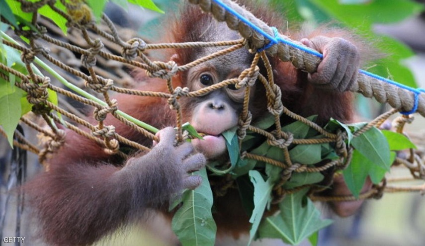 لا تستهن بالقردة.. فقد حولت حياة بلدة إلى جحيم