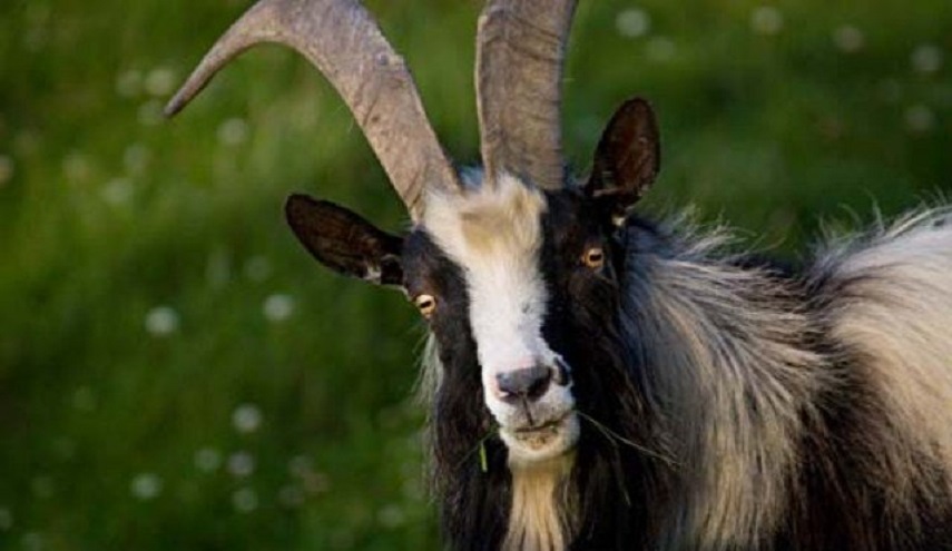 بالصور ... ماعز بوجه شيطان يثير الرعب