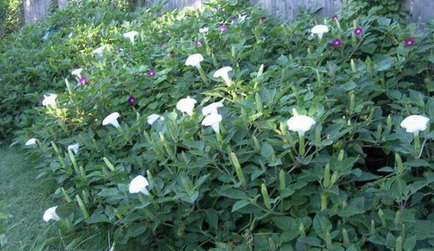 مفاجاة... العثور على "زهرة الشيطان" !