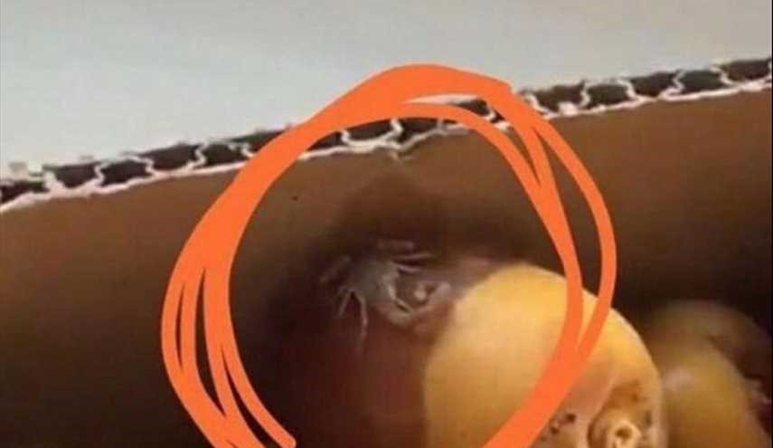 تحذير هام لمستوردي التمور من السعودية: عقارب في صناديق الرطب!